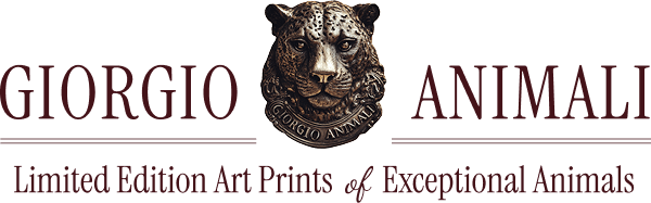 Giorgio Animali